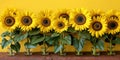 The field of sunflower, the high stems of which follow the sun, creating a picturesque landscape Royalty Free Stock Photo