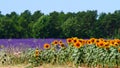 Field of sunflower and lavender, Provence France Royalty Free Stock Photo