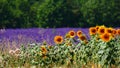 Field of sunflower and lavender, Provence France Royalty Free Stock Photo
