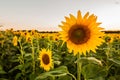 A Field Of Sunflower Seeds At Sunset