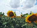Field, sunflower, sky, sun Royalty Free Stock Photo