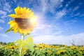 Field sunflower wear glasses protect the sun. Royalty Free Stock Photo