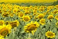 Field of Sunflowers