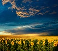 Field of sunflowers Royalty Free Stock Photo