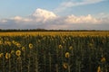 field of sunflowers against the background of blue sky and clouds Royalty Free Stock Photo