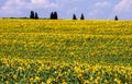 Field with sunflowers against a background of a blue sky with clouds Royalty Free Stock Photo