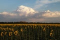 field of sunflowers against the background of blue sky and clouds Royalty Free Stock Photo