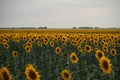 field of sunflowers against the background of blue sky and clouds Royalty Free Stock Photo