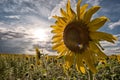 A field of sunflowers against a background of blue sky and setting sun Royalty Free Stock Photo