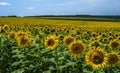 Field with sunflowers against a background of a grove and a blue sky with clouds. Royalty Free Stock Photo