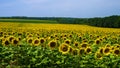 Field with sunflowers against a background of a grove and a blue sky