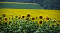 Field with sunflowers against a background of a grove Royalty Free Stock Photo