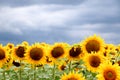 Sunflower field against a stormy sky background Royalty Free Stock Photo