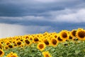 Sunflower field against a stormy sky background Royalty Free Stock Photo