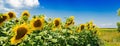 Field with sunflowers against the blue sky. Beautiful landscape Royalty Free Stock Photo