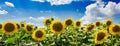 Field with sunflowers against the blue sky. Beautiful landscape Royalty Free Stock Photo