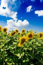 Field with sunflowers against the blue sky.