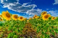 A field of sunflowers against a blue sky. Bright yellow blooming sunflowers on a summer sunny day. White cumulus clouds Royalty Free Stock Photo