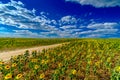 A field of sunflowers against a blue sky. Bright yellow blooming sunflowers on a summer sunny day. White cumulus clouds Royalty Free Stock Photo