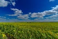 A field of sunflowers against a blue sky. Bright yellow blooming sunflowers on a summer sunny day. White cumulus clouds Royalty Free Stock Photo