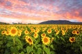 Field of sunflowers against dramatic sunset sky