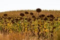 Field of sunflowers along the SG-P-2322 in Spain Royalty Free Stock Photo