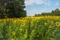 A Field of Sunflowers Royalty Free Stock Photo