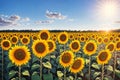 Field of sunflowers on a background of blue sky with clouds.