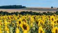 Field of sunflowers on the background of distant hills Royalty Free Stock Photo