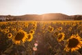 Field of sunflowers on a background sunset at summer day