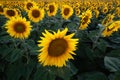 Field of sunflowers Royalty Free Stock Photo