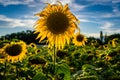 Field of sunflowers backlit by the setting summer sun.