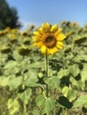 field of sunflowers Royalty Free Stock Photo