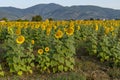 A field of sunflowers in Bientina, Italy, at the first light of day with Monte Serra in the background Royalty Free Stock Photo