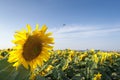 Field of sunflowers