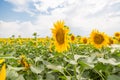 Field of sunflowers on a blue sky background Royalty Free Stock Photo