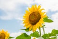 Field of sunflowers on a blue sky background Royalty Free Stock Photo