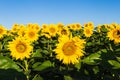 Field of sunflowers blue sky without clouds Royalty Free Stock Photo