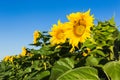 Field of sunflowers blue sky without clouds Royalty Free Stock Photo