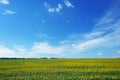 Field of sunflowers and blue sky with clouds on sunny day Royalty Free Stock Photo