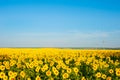 Field of sunflowers