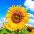 Field of sunflowers and blue sky at Pra-Yao Province Thailand