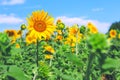 Field of sunflowers and blue sky in summer sunny day. Benefit of sunflower oil. Agricultural business. Healthy food. Royalty Free Stock Photo