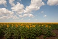 Field of sunflowers and blue sun sky Royalty Free Stock Photo