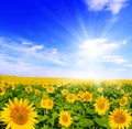 Field of sunflowers and blue sun sky Royalty Free Stock Photo