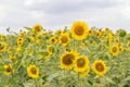 Field of sunflowers and blue sun sky Royalty Free Stock Photo
