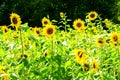 Field of sunflowers in bright sunlight, dark background of green bushes, yellow flowers