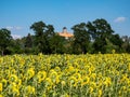 field of sunflowers with castle schoenfels in zwickau east germany