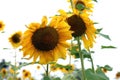 Field of sunflowers . Close up of sunflower against a field Royalty Free Stock Photo