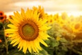 Field of sunflowers . Close up of sunflower against a field on a summer sunny day Royalty Free Stock Photo